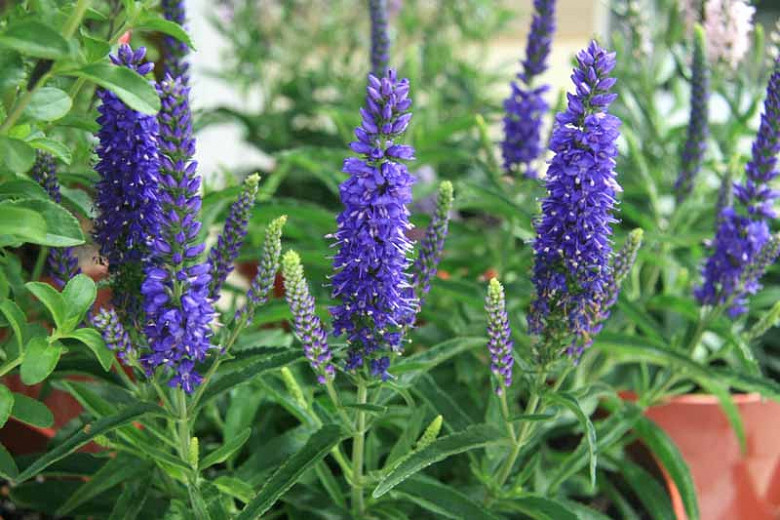Veronica 'Sunny Border Blue', Speedwell 'Sunny Border Blue', Blue Flowers, Blue flower spikes, Violet Flowers, Violet flower spikes